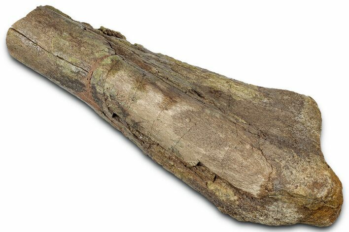 Hadrosaur (Edmontosaurus) Partial Ulna Bone - Wyoming #331009